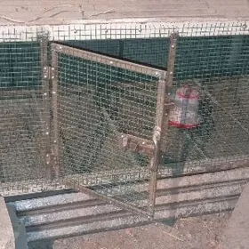 jüýje ketek jüÿje