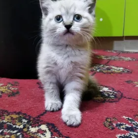 Котёнок девочка британка