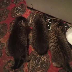 котята веслоухие