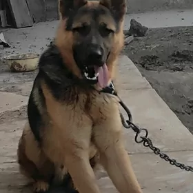 немецкий афчарка