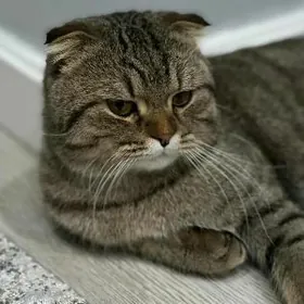 Шотландский кошка şotland