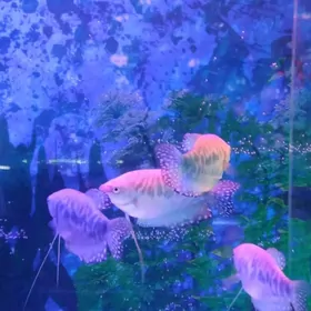 гурами мраморные