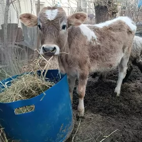 Göleli sygyr Gysssagly