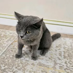 şatlanskiy paroda pişik