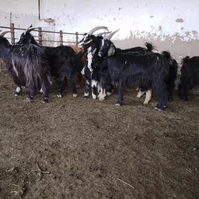 owlokyly hem bogoz geçiler