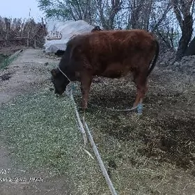 ийимде дуран окиз