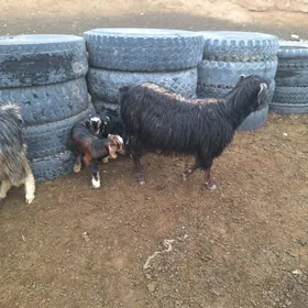 Ekiz owlakly geciler