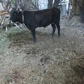 бакылы яшындан отен