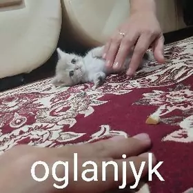 Şatlan bn britan garylan pişik