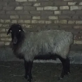 Gysyr. goýun taby gurat