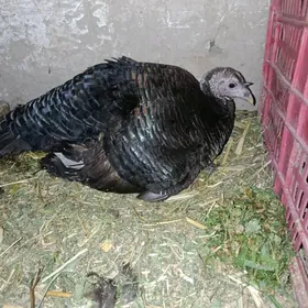 induk kurk guzlap duran indukl