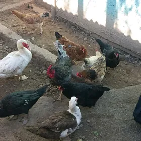 домашние животные