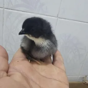 jersi gigan juyjeler ak gara