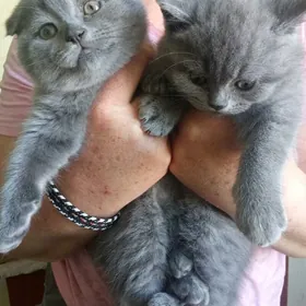 британские девочки