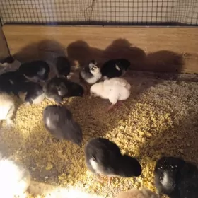 Байес маки Мырамыр Гигант жуйж