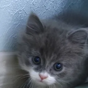 pişik seri tohum pisik