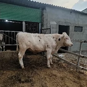 GALISDEYIN KANADGA OKUZ