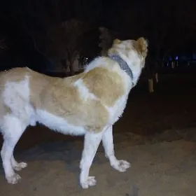 ТУРКМЕН. ИТ