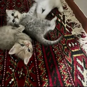 Şotlan (шотлан) pisik