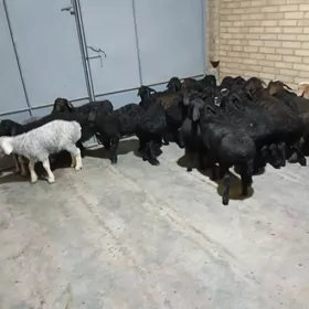 Guzylar arassa gisar