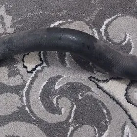 патрубка прада  patrubka prada