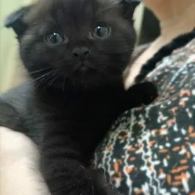 Шотландская вислоушка мальчик