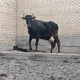 саглык сыгыр