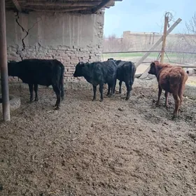 1 ÿaşar ÿerli őkűzçe