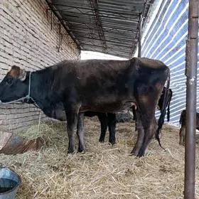 богаз сыгыр