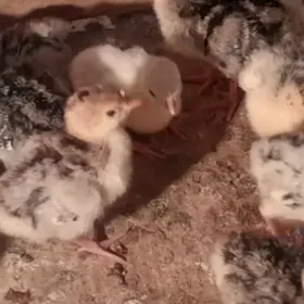 İndyk jyjeİndyk jyje