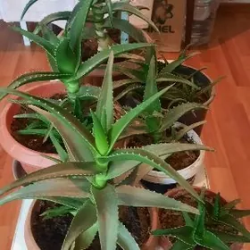 Цветы лечебные