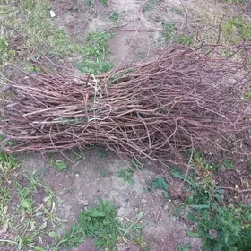 üzüm cop (çöp) cybyk