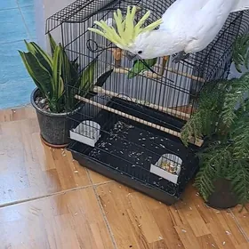 КАКАДУ АМАЗОН