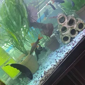 черный принц лабео