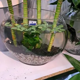 2 в 1 аквариум+бамбук