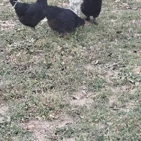 Аям Цемани порода юмуртгалары