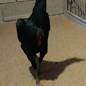 Ташыкент макы