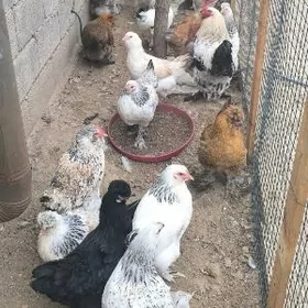 balgar towuklañ yumurtgasy