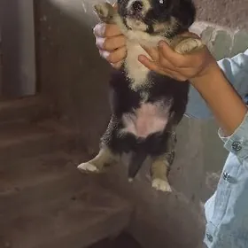 отдам щенят в добрые руки