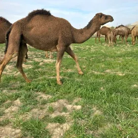 Богаз дуйелер