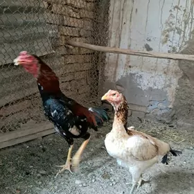 хораз товук