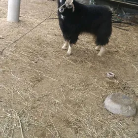 Goyunlar we geçiler