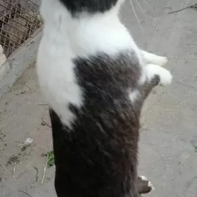 Erkek towsan Erkek towsan