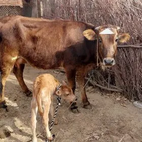 Goleli Sygyr Boğaz.