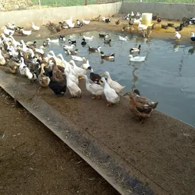 yasylbas gak gak ordek