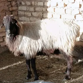 Gysyr goýun  meýdan bakynmaga