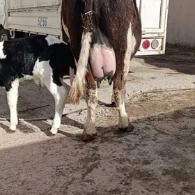 таналы сыгр