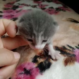 продается котенок вислоухий