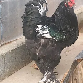 Brama Özbek Şazada