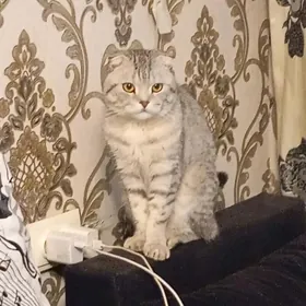 кот на вязку